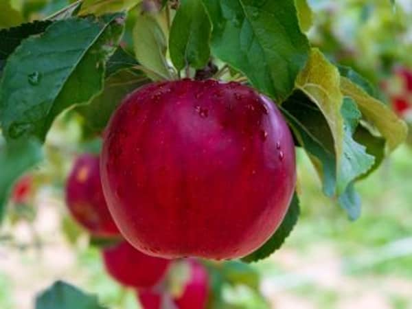 Có bao nhiêu calo trong một quả táo đỏ, Ăn táo đỏ có giảm cân không